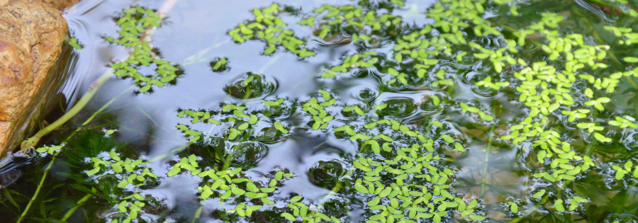 Aquatic Pest weeds