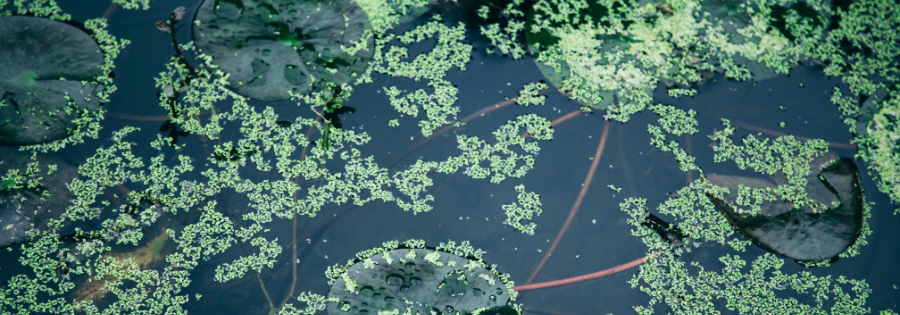 Aquatic Vegetation Control Methods