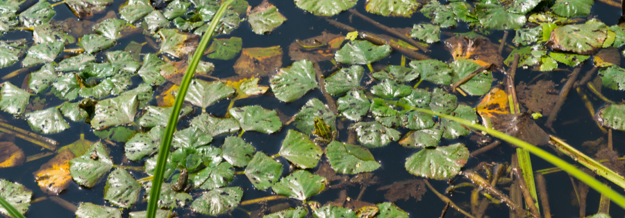 Aquatic Vegetation Control Methods