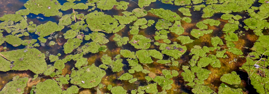 Commercial Algae & Weed Control - Aquatic Control