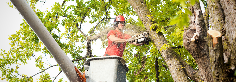 Commercial Tree Trimmer