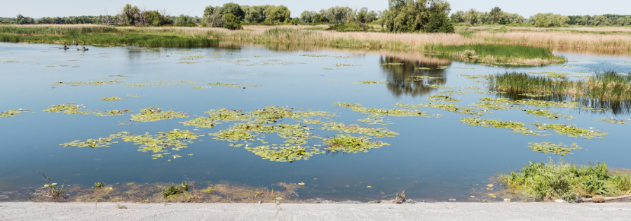 Aquatic Vegetation Control