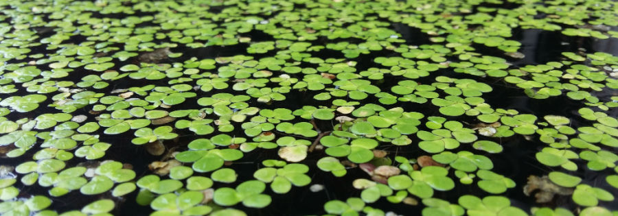 how to get rid of duckweed in pond