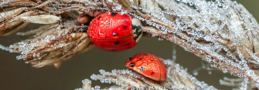 cold weather pest control