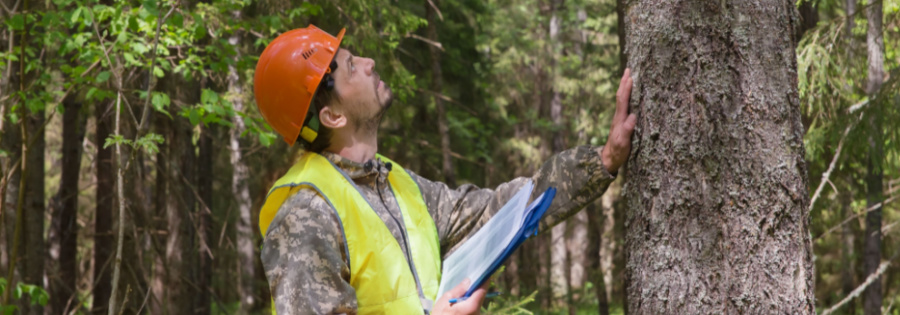 tree cutting risk assessment