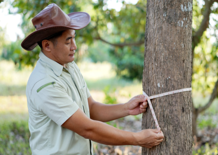 tree evaluation