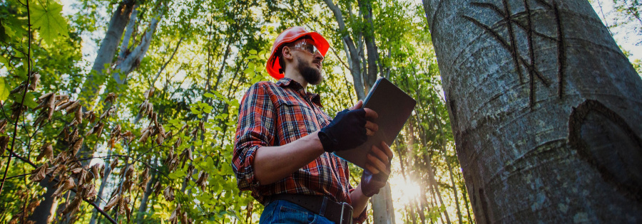 tree risk assessment