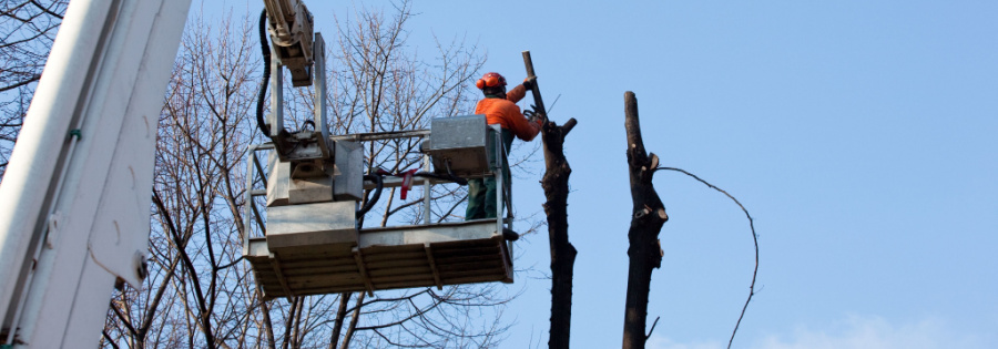 crane assisted tree removal