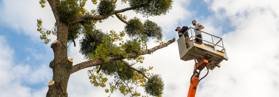 The Ultimate Guide to Crane-Assisted Tree Removal - Coastal Spray