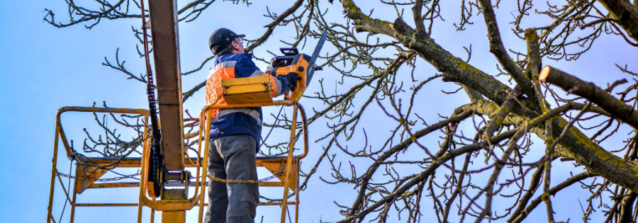 tree pruning company