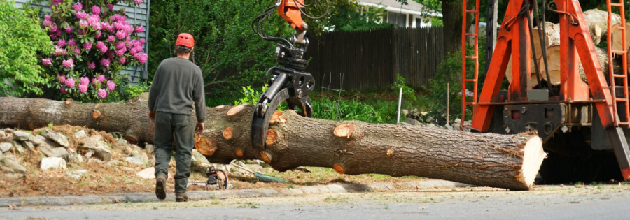 emergency tree removal