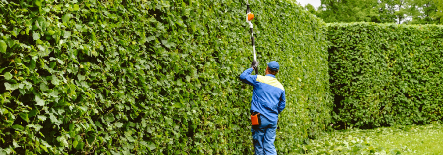 tree and shrub care