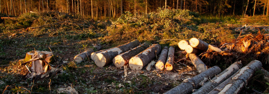 texas land clearing