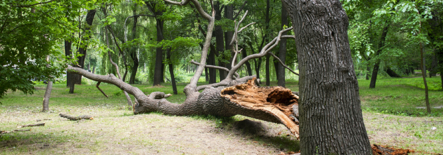 dead tree removal