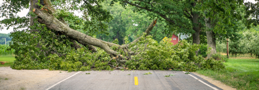 how to remove a dead tree