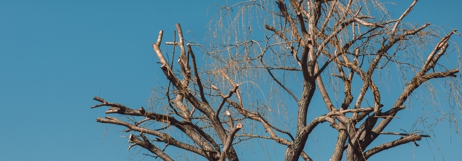 Trimmed,Tree,Branches,Against,A,Blue,Sky