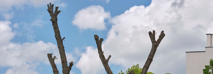 Tree,With,Cut,Off,Crown.,Trees,With,Pruned,Top,Against