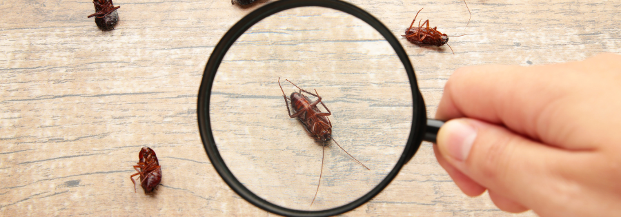 pest magnifying glass