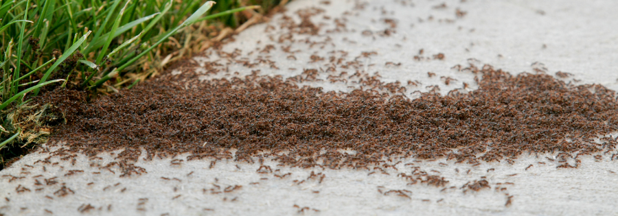 summer pests ants