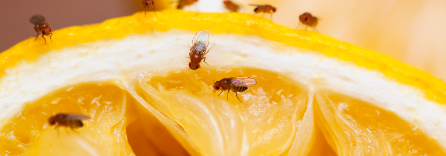 fruit flies infestation