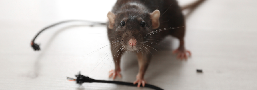 rat chewing electrical wire