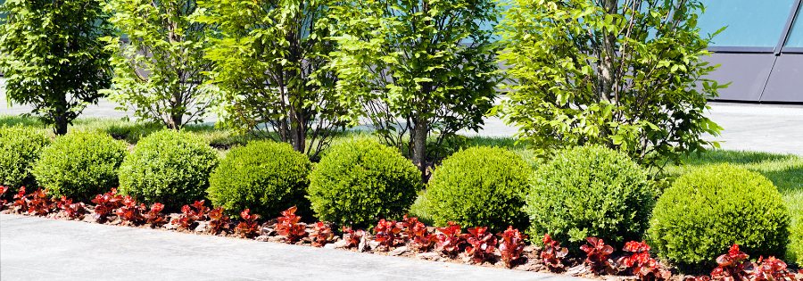 commercial landscaping