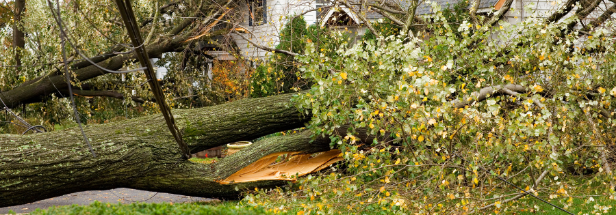 hurricane preparedness trees