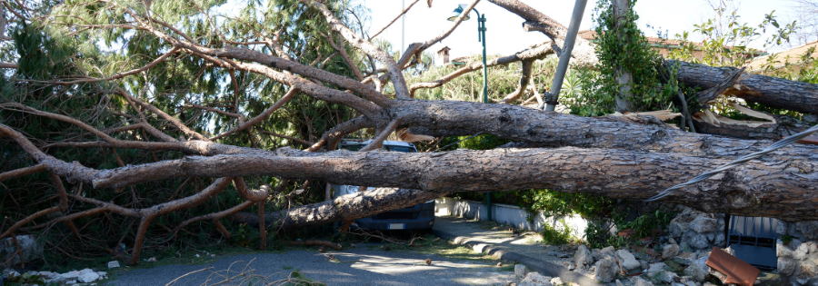 hurricane trees preparation