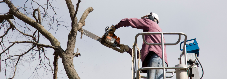 winter time tree trimming