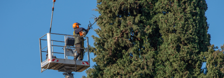 Tree Maintenance professional working