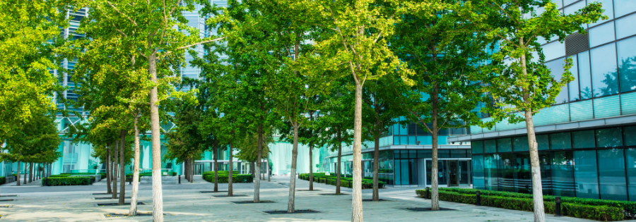 trees near building