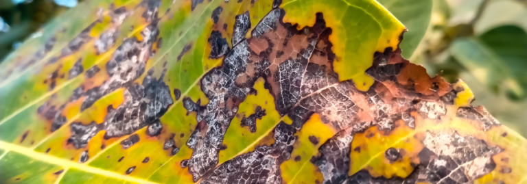 Tree Health 101: Detecting and Preventing Common Diseases
