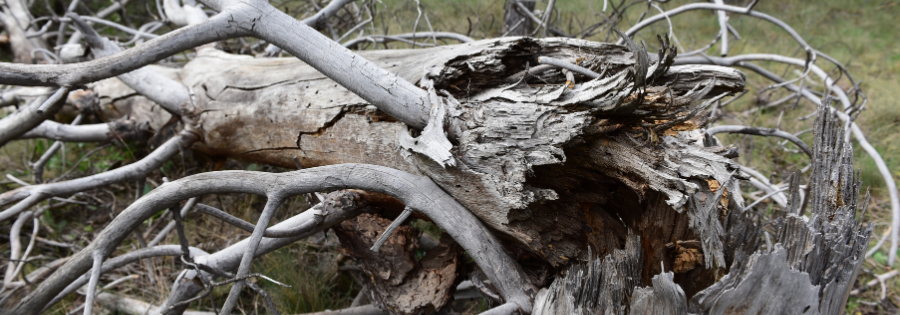 tree diseases